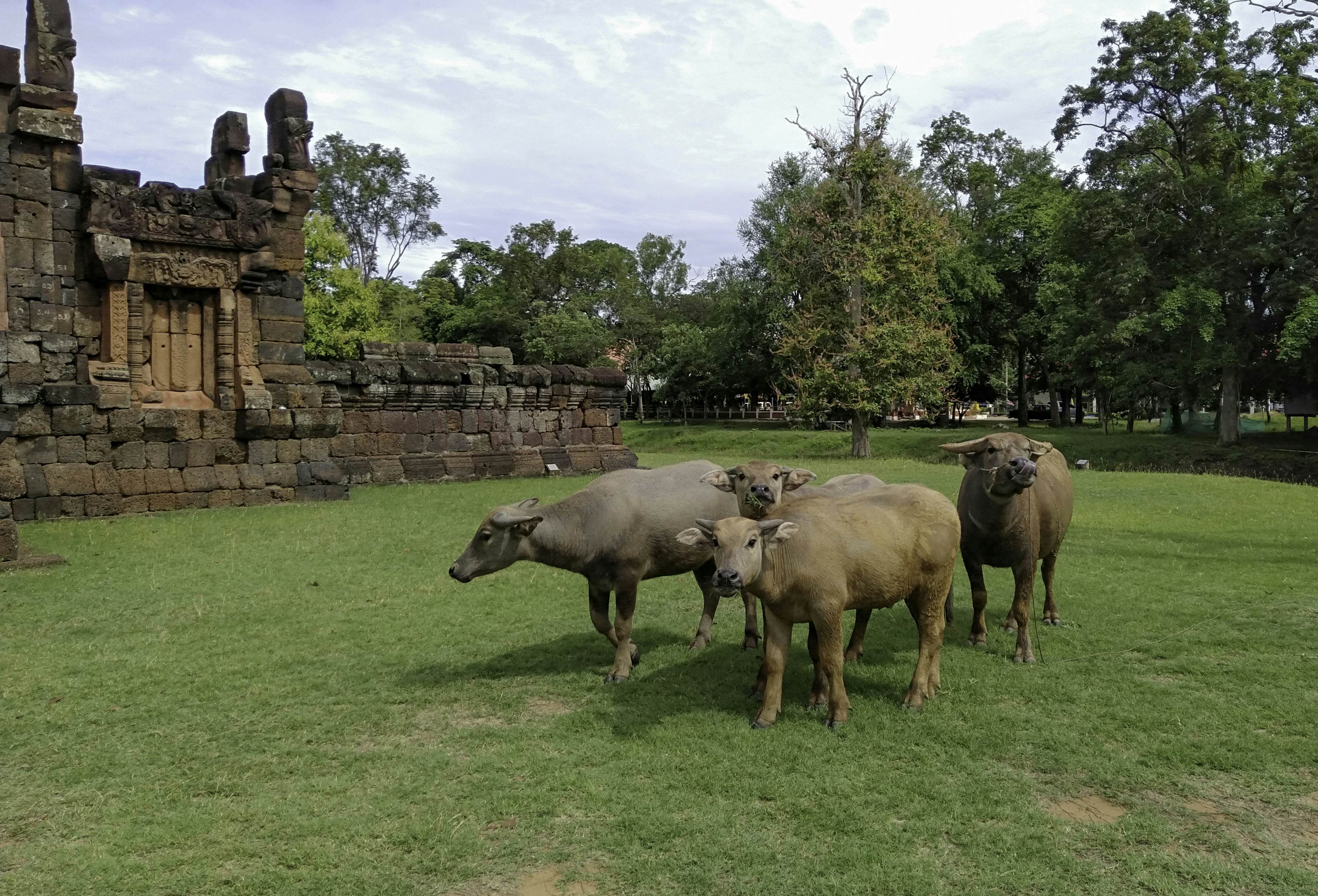 The buffalo is eating grass in Prasat Pueai Noi area of Khon Kaen, Thailand